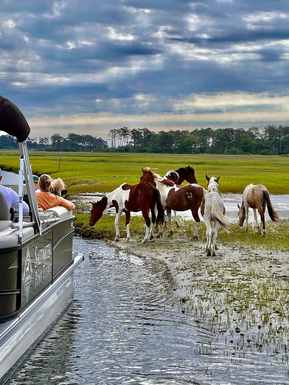 People on boat watching wild horses on grassy shore under cloudy sky.
