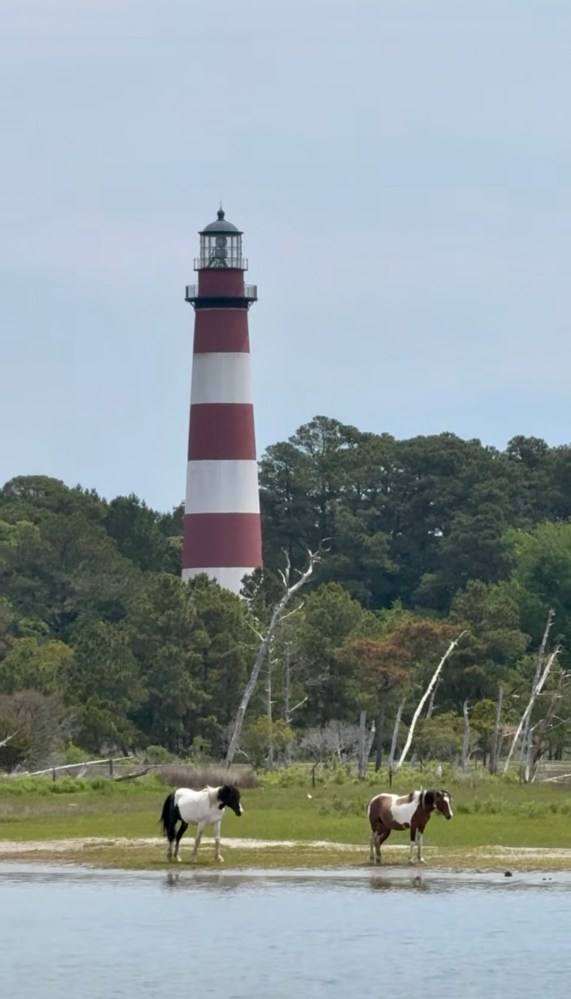 Wild Chincoteague ponies grazing near Assateague Lighthouse during a Saltwater Pony Tours boat tour