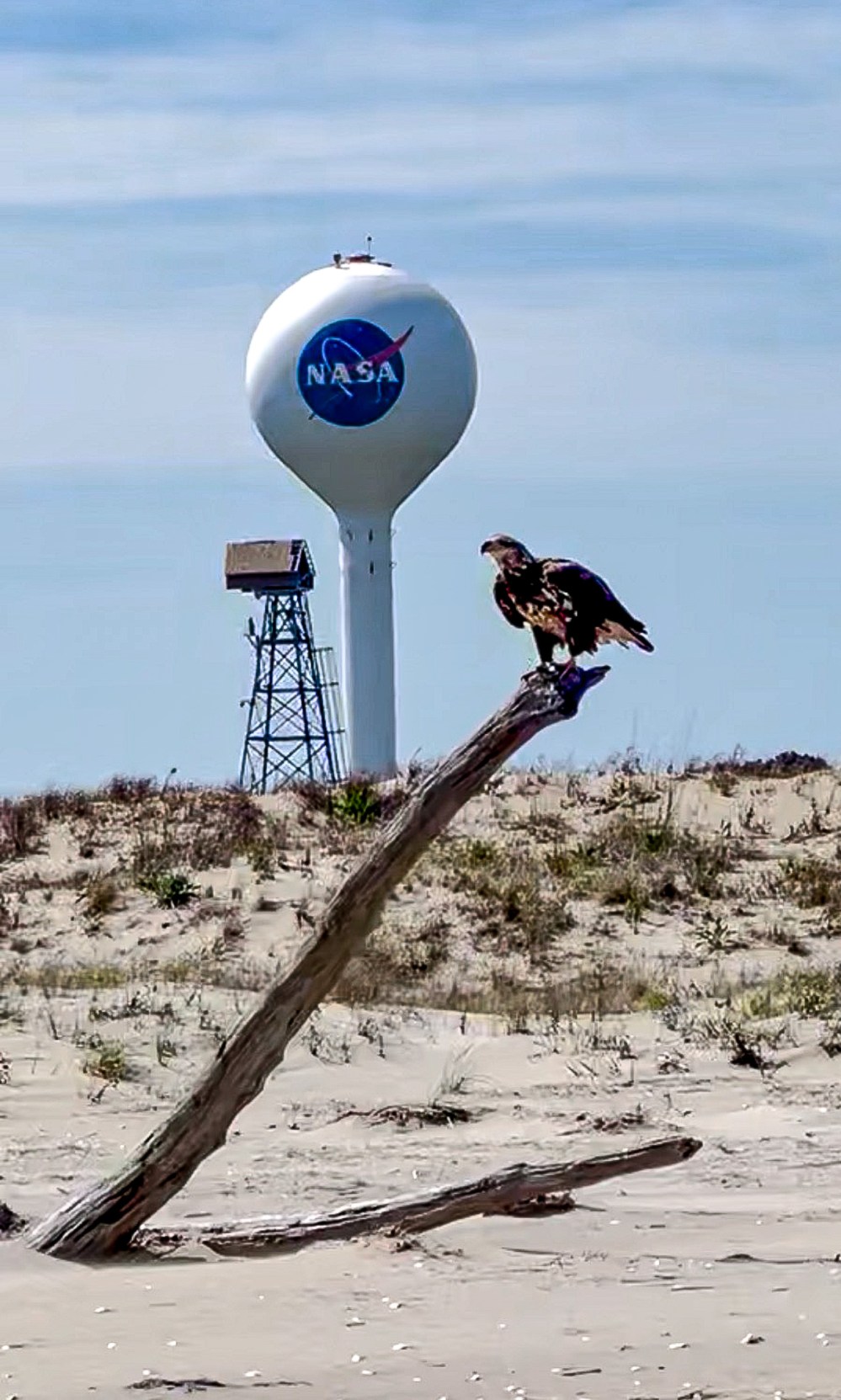Eagle on driftwood with NASA water tower in the background on a sandy beach.