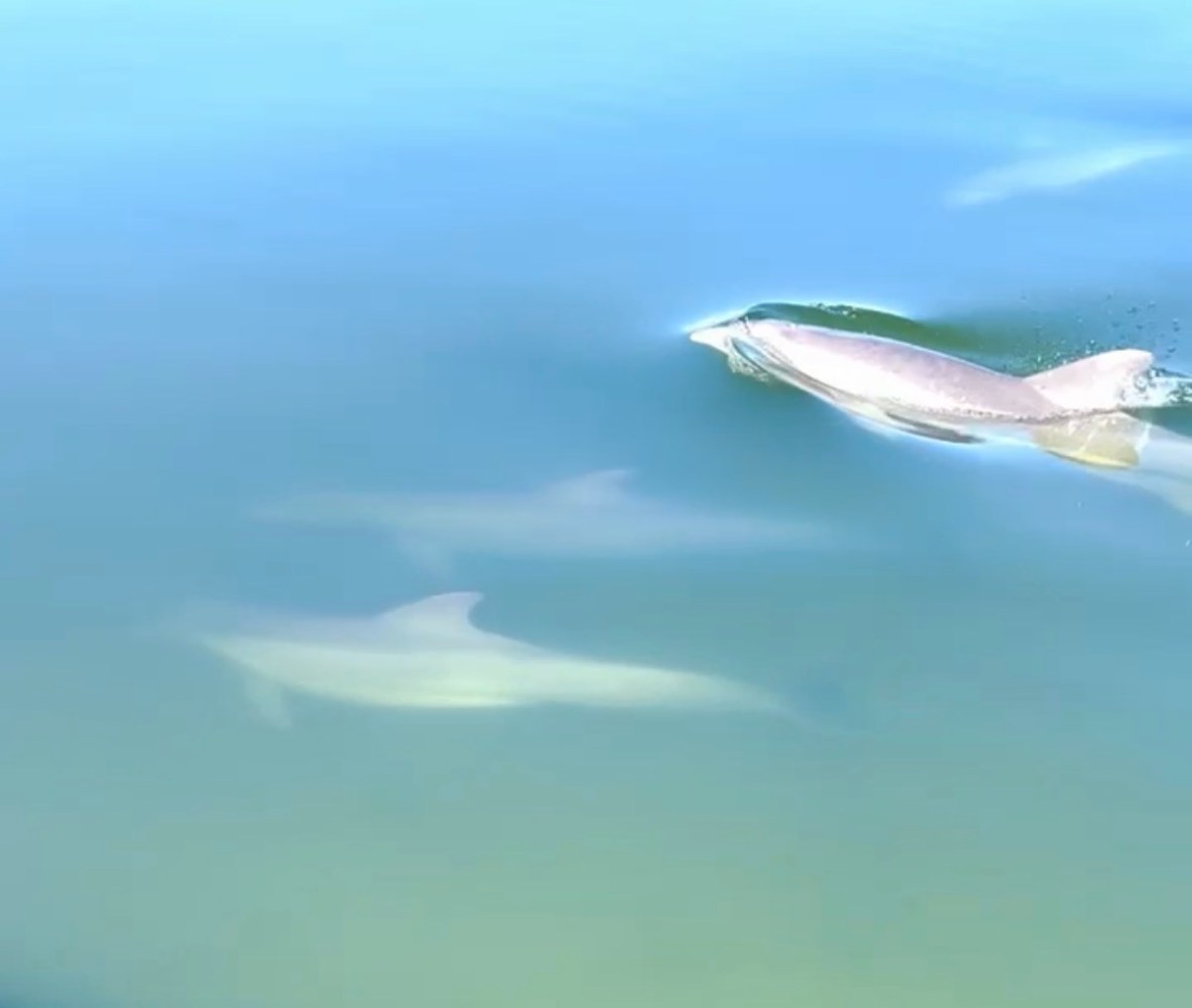 Dolphins swimming in the waters of Chincoteague and Assateague Island during a Saltwater Pony Tours excursion
