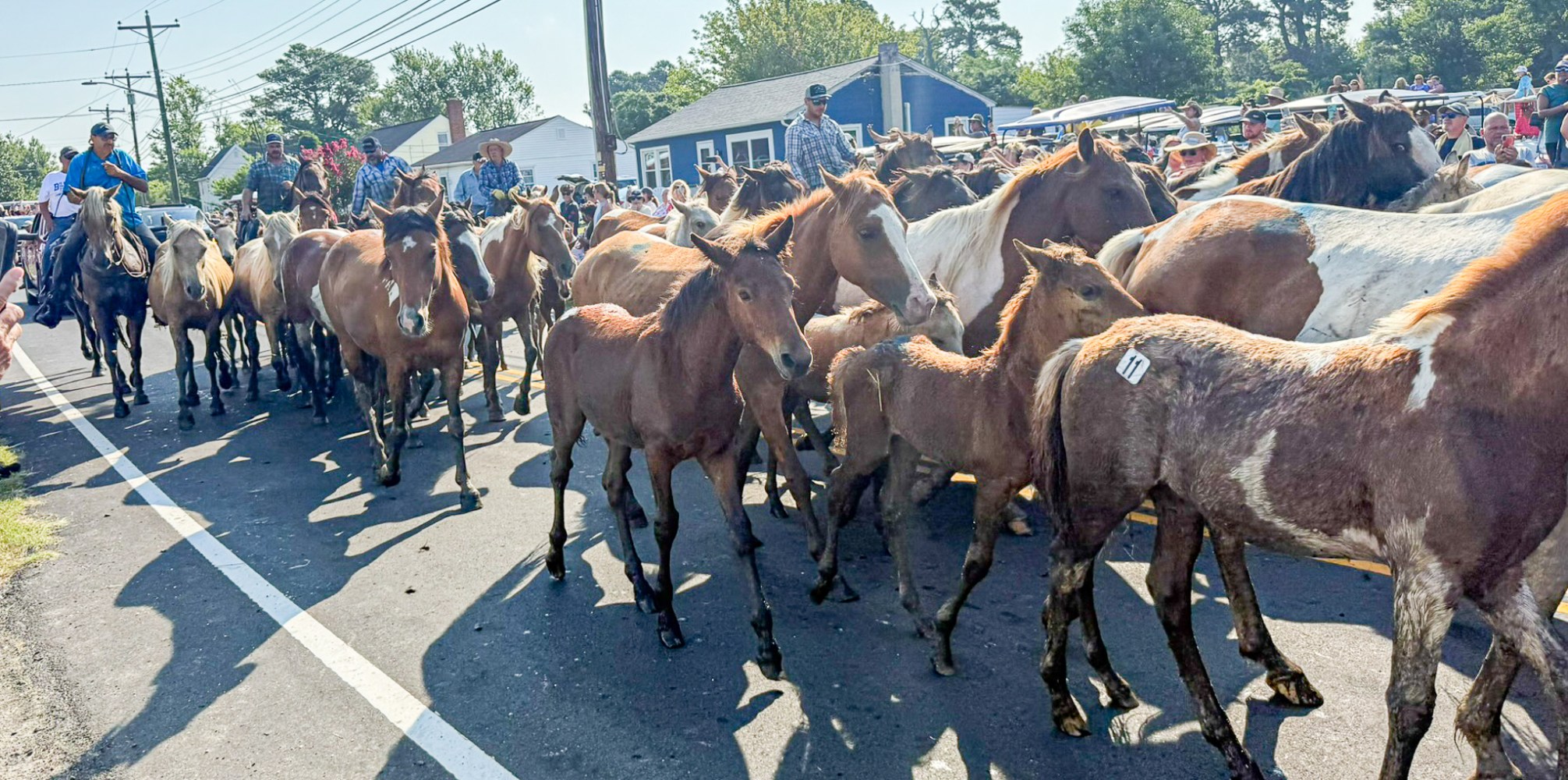 Wild Chincoteague ponies being guided through downtown Chincoteague after the annual Pony Swim