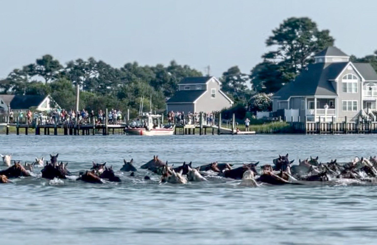 Wild Chincoteague ponies swimming across the Assateague Channel during the annual Chincoteague Pony Swim