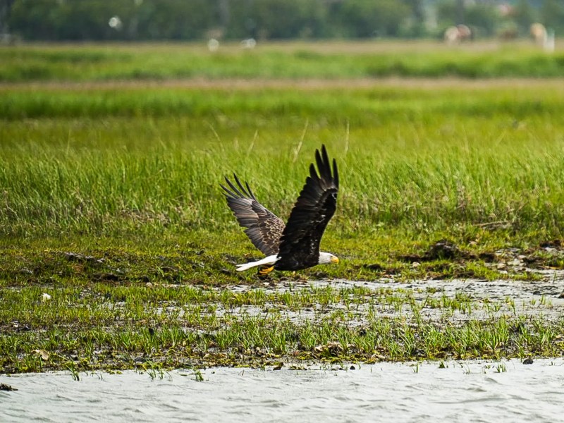 Eagle flying low over wetland with grassy background.