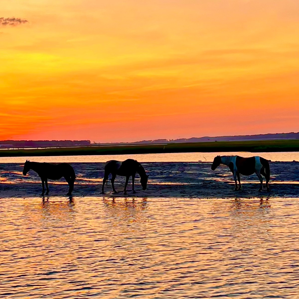 Silhouetted horses on a beach at sunset with vibrant sky.