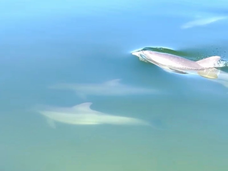 Fish swimming near surface in clear water.
