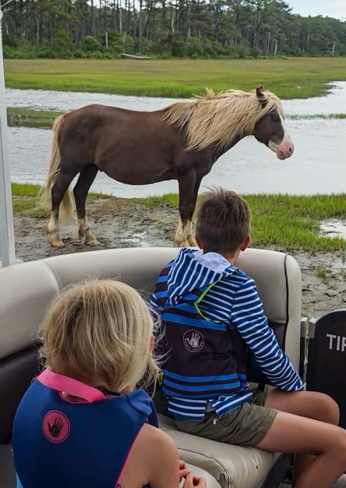 Two children on a boat observe a brown and white horse near a marsh.