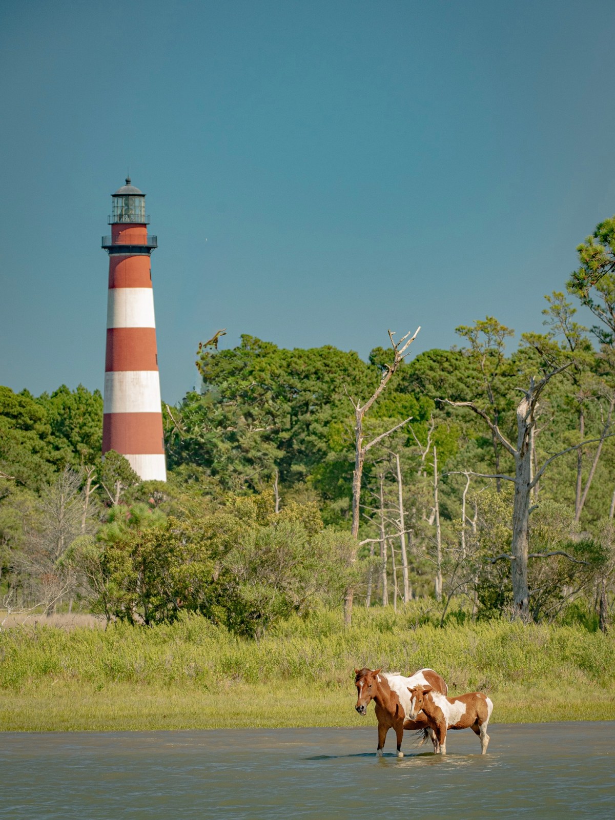 Two horses standing in water near a red and white lighthouse.